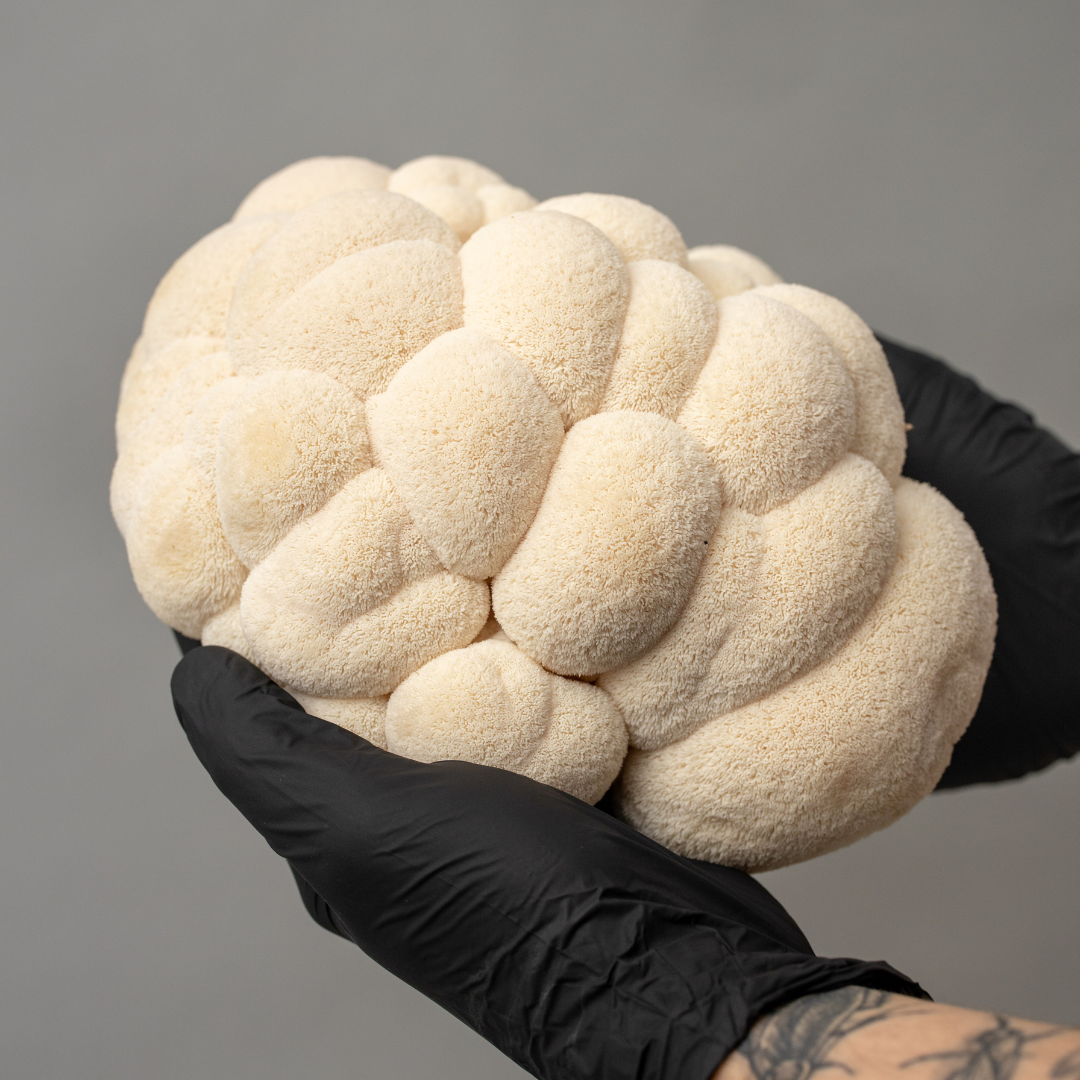 Fresh Lion's Mane Mushrooms