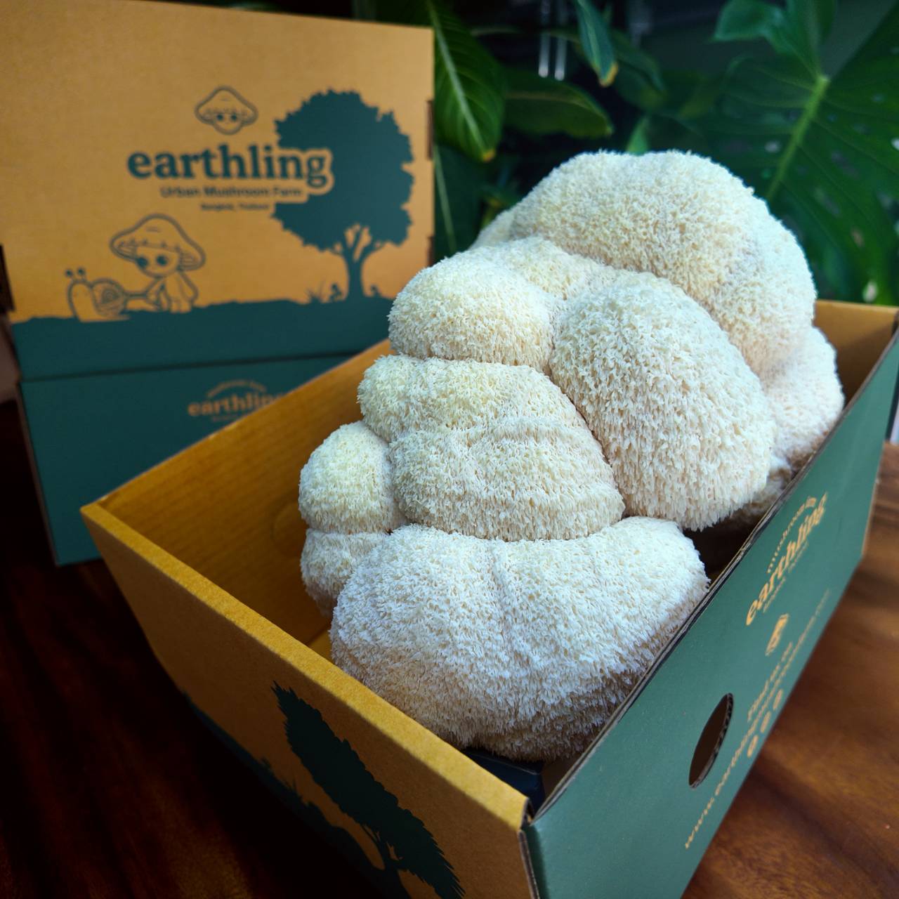 Fresh Lion's Mane Mushrooms