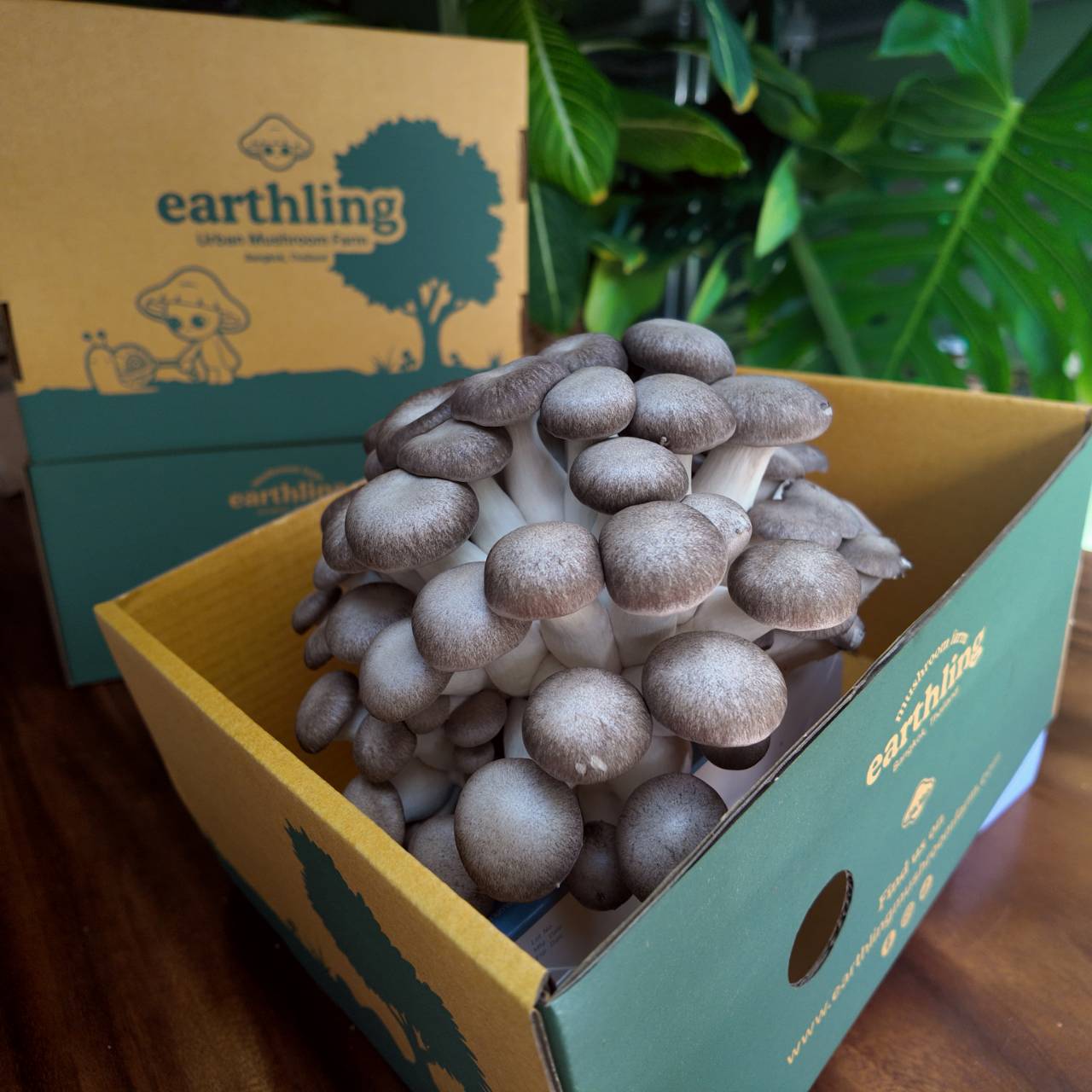 Fresh Black Pearl King Oyster Mushrooms