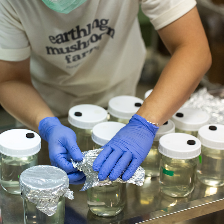 One-Day Intensive: Hands-On Commercial Mushroom Farming Course (5 Hours)