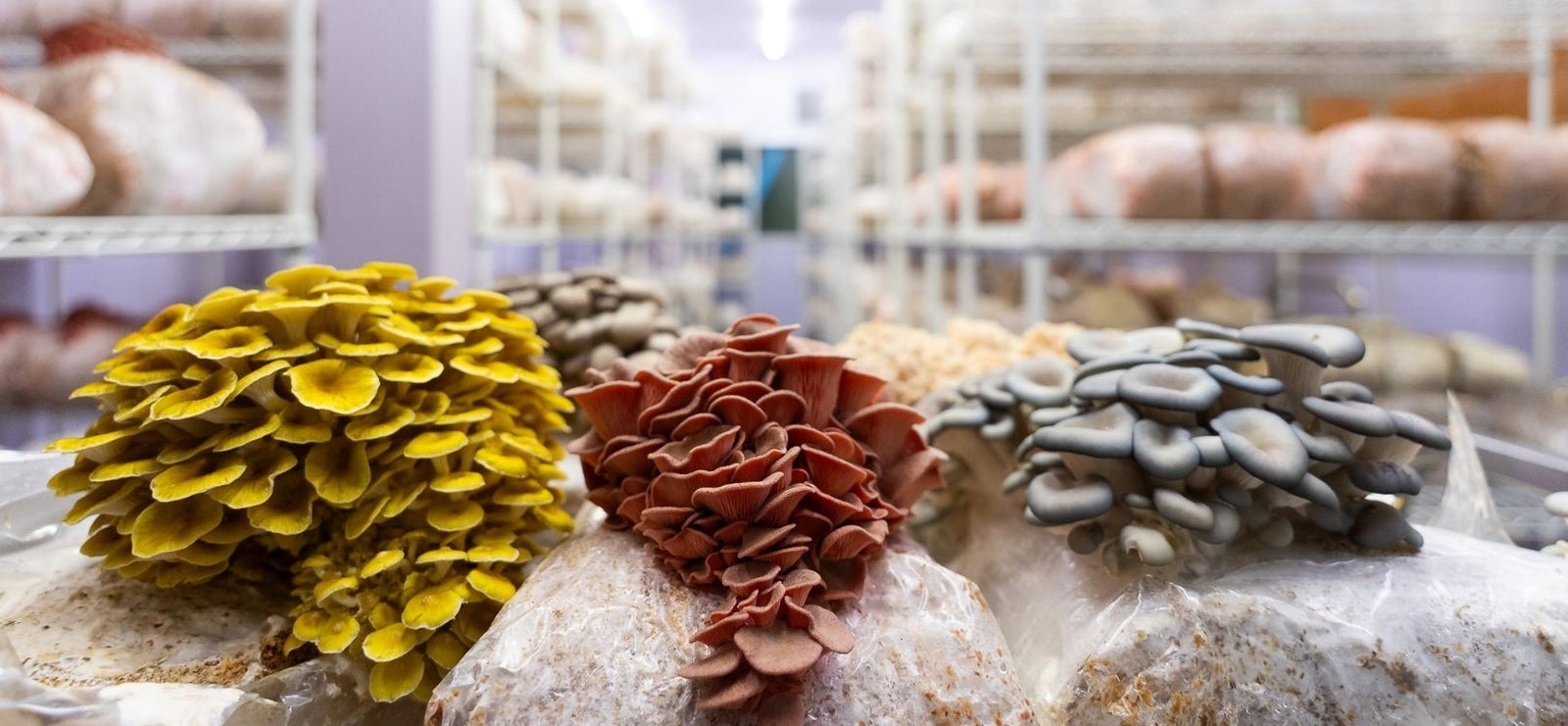 Inside the Earthling mushroom farm