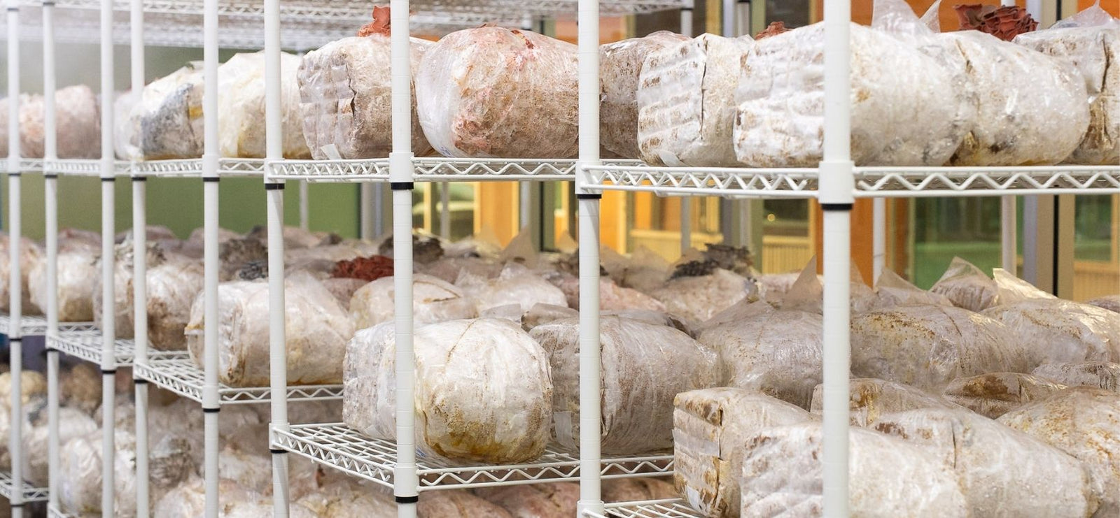 Earthling mushroom grow room