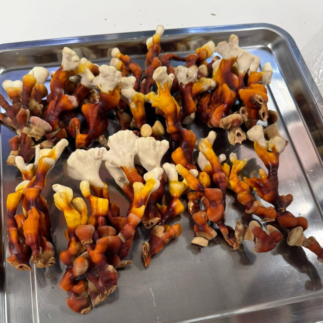 Reishi Antlers (Lingzhi) 100g