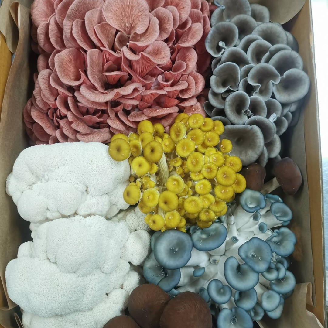 Earthling Box Grower's Choice Mixed Mushroom Box โ Earthling Superfoods