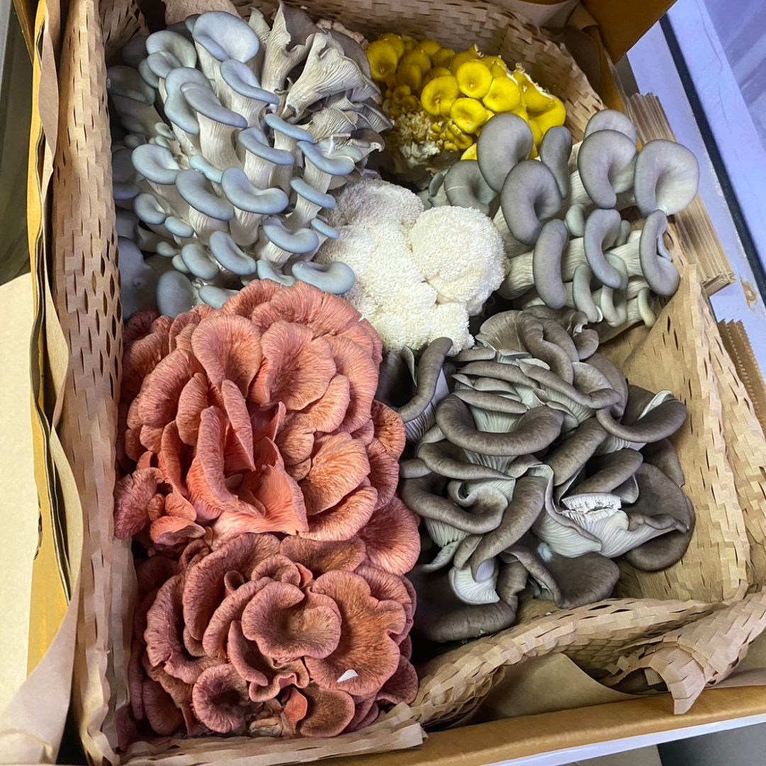 Earthling Box Grower's Choice Mixed Mushroom Box โ Earthling Mushroom Farm