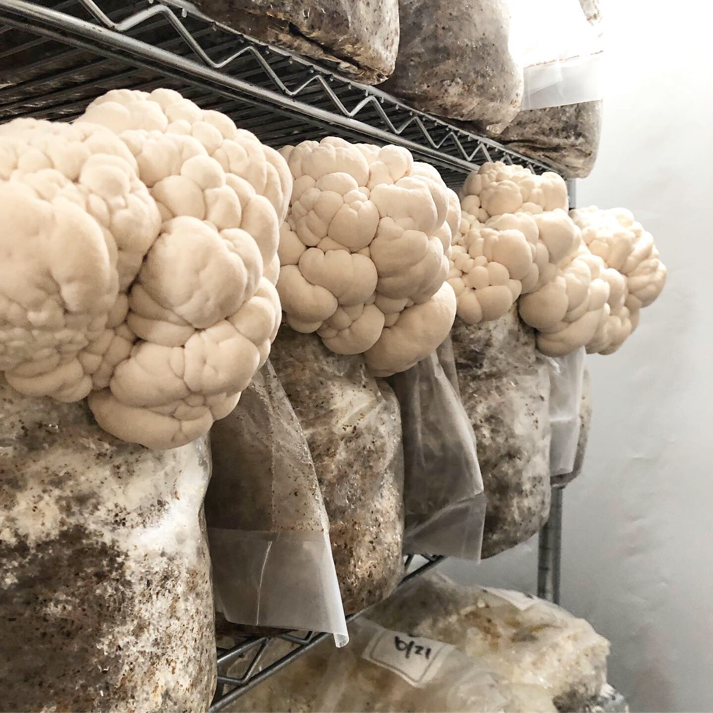 Fresh Lion's Mane Mushrooms
