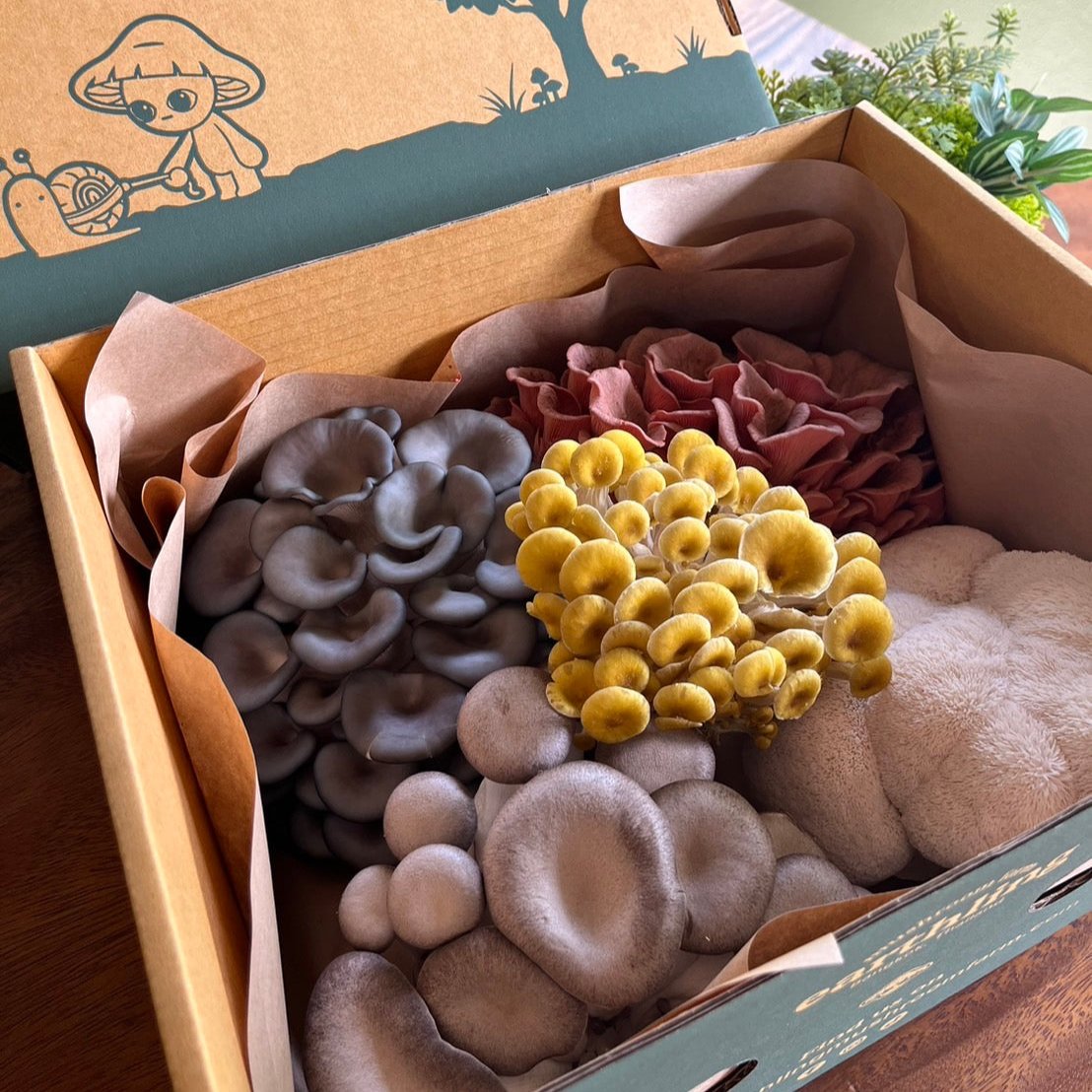 Earthling Box Grower's Choice Mixed Mushroom Box โ Earthling Superfoods