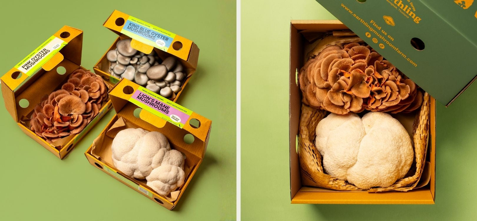 Fresh gourmet mushrooms packaged at Earthling Mushroom Farm in Bangkok including lion’s mane and oyster mushrooms