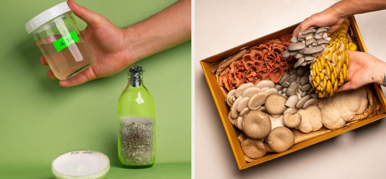 Fresh mushrooms growing at the Earthling Bangkok farm