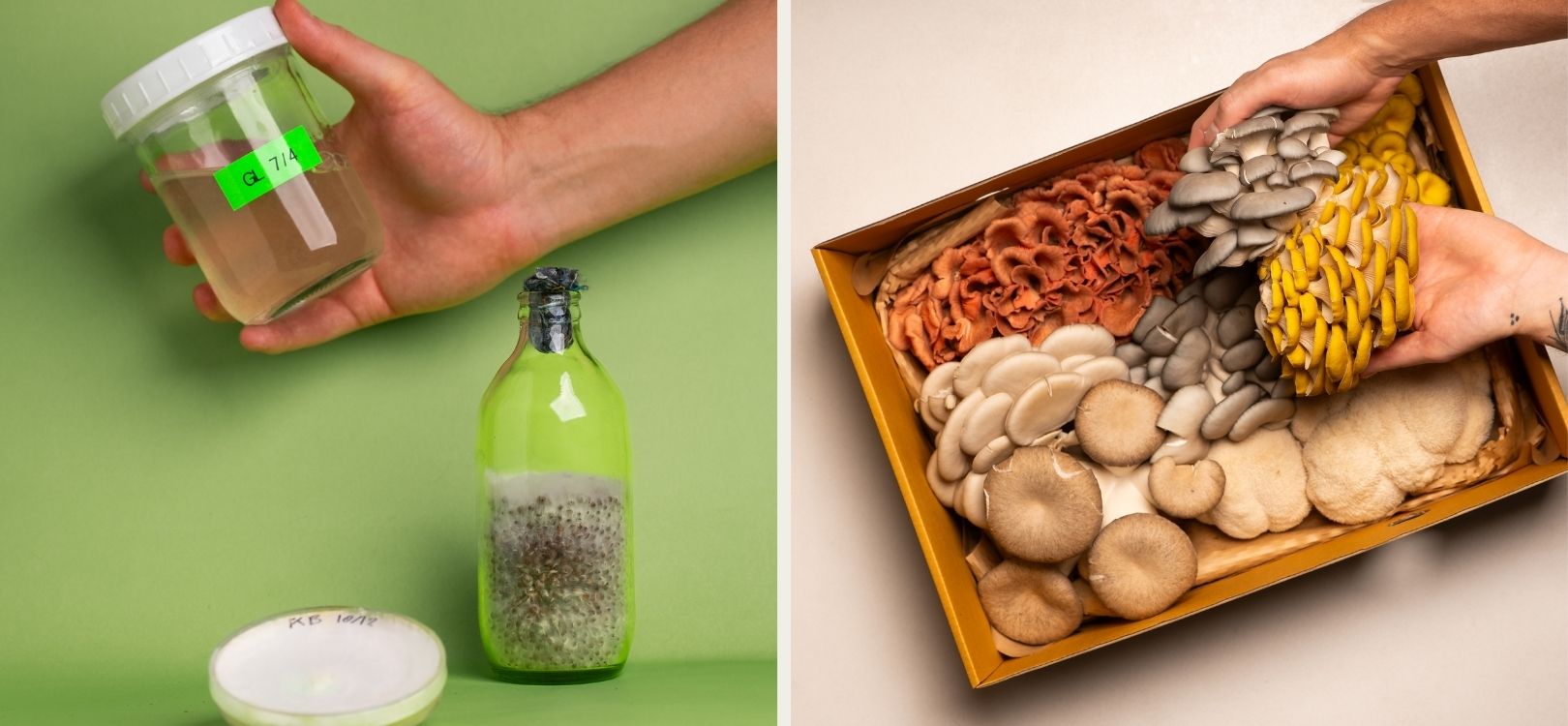 Mushroom cultivation process and fresh gourmet mushroom varieties at Earthling Mushroom Farm in Bangkok