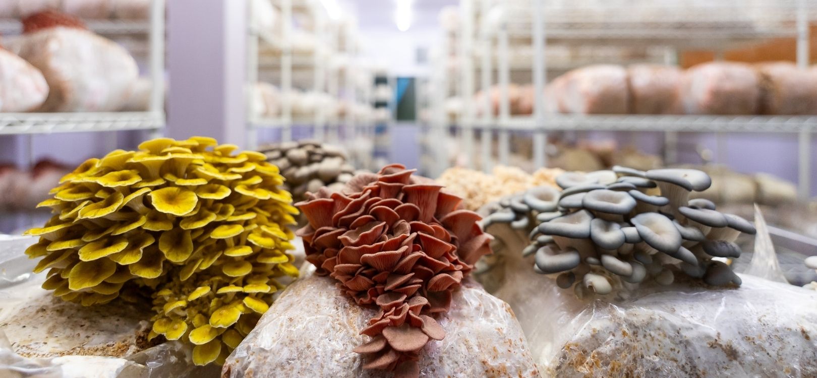 Gourmet oyster mushrooms growing indoors at Earthling Mushroom Farm in Bangkok