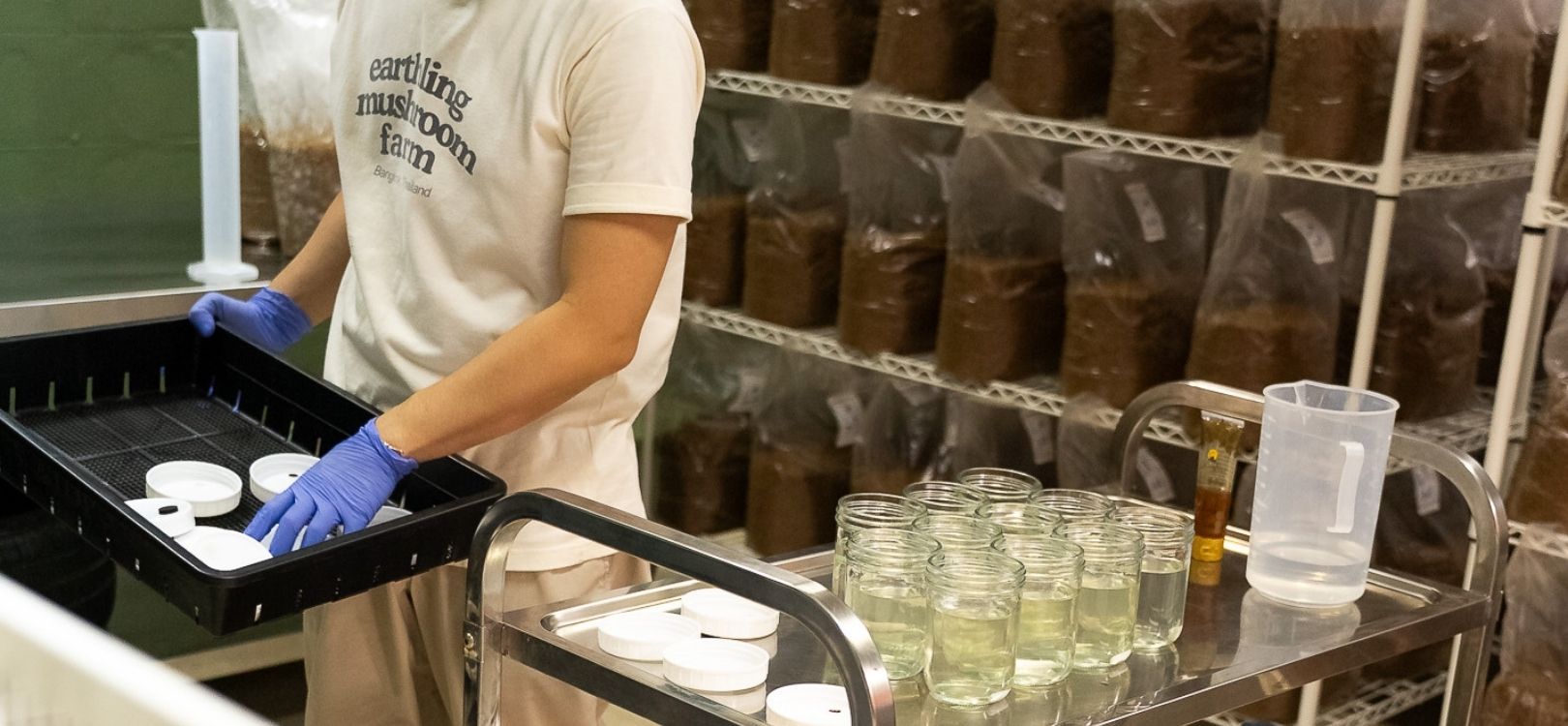 Mushroom preparation and quality control process at Earthling Mushroom Farm in Bangkok