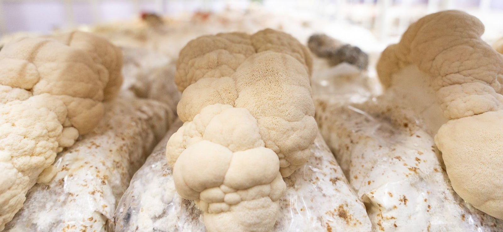 Lion's mane mushrooms